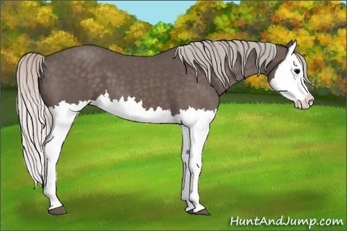 Horse Color:Silver Blue Roan Splash 