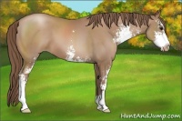 Horse Color:Black Pearl Sabino 