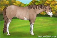 Horse Color:Black Pearl Sabino Rabicano 