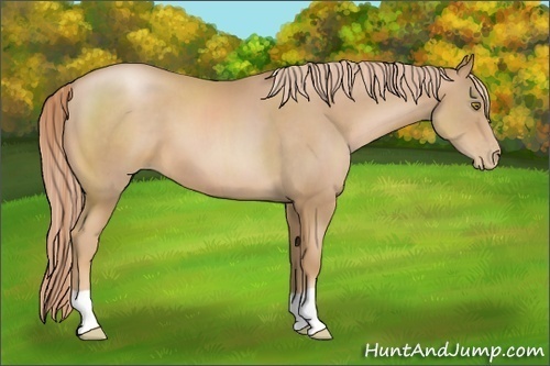 Horse Color:Chestnut Pearl 