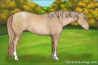 Horse Color:Chestnut Pearl 