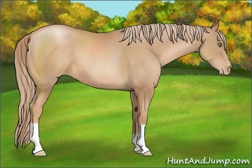 Horse Color:Chestnut Pearl 