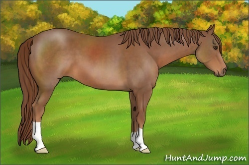 Horse Color:Chestnut 