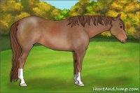 Horse Color:Chestnut 