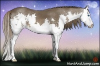 Horse Color:Liver Chestnut Splash 