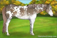 Horse Color:White Spotted Chocolate Palomino