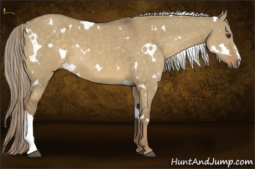 Horse Color:White Spotted Chocolate Palomino Dun 