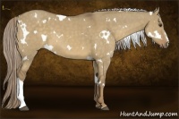 Horse Color:White Spotted Chocolate Palomino Dun 
