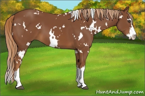 Horse Color:White Spotted Chestnut Sabino Splash Frame