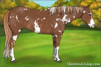 Horse Color:White Spotted Chestnut Sabino Splash Frame