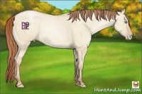 Horse Color:Buckskin Pearl Dun 