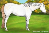 Horse Color:White Spotted Buckskin Pearl Dun