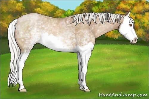Horse Color:White Spotted Silver Black Pearl Sabino Splash 