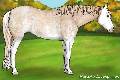 Horse Color:White Spotted Chestnut Pearl Splash 