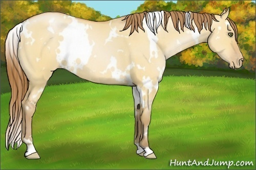 Horse Color:White Spotted Bay Pearl Dun