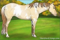 Horse Color:White Spotted Bay Pearl Dun