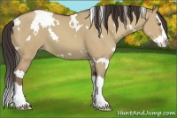 Horse Color:White Spotted Classic Champagne Dun Splash 
