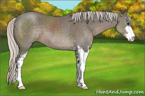 Horse Color:Silver Smoky Black Sabino 