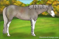 Horse Color:Silver Smoky Black Sabino 