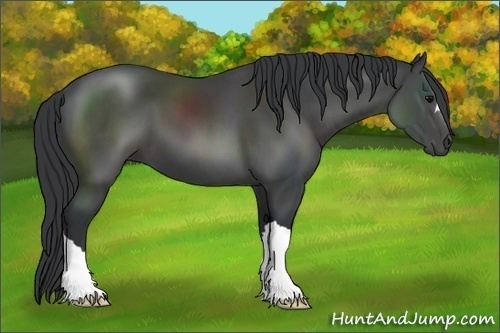 Horse Color:Black 