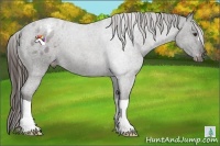 Horse Color:Liver Chestnut Appaloosa 