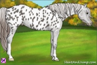 Horse Color:Grullo Appaloosa 