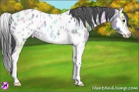 Horse Color:Blue Ice Roan Splash Frame Appaloosa