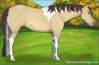 Horse Color:Amber Cream Champagne Dun Tobiano Frame Rabicano
