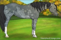 Horse Color:Black Ice 