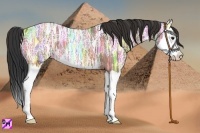 Horse Color:Bay Ice Roan Splash