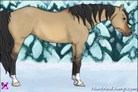 Horse Color:Bay Dun