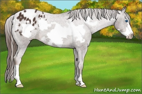 Horse Color:Liver Chestnut Frame Appaloosa 