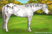 Horse Color:Liver Chestnut Frame Blanket