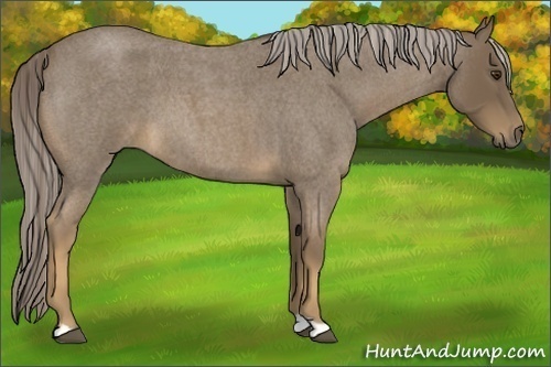 Horse Color:Chocolate Palomino Roan 
