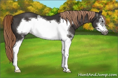 Horse Color:White Spotted Liver Chestnut Frame 
