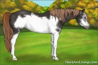 Horse Color:White Spotted Liver Chestnut Frame 