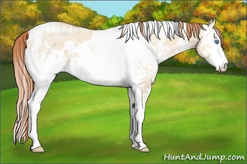 Horse Color:White Spotted Buckskin Pearl Dun
