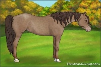 Horse Color:Classic Champagne Rabicano