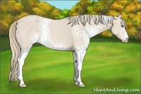 Horse Color:White Spotted Smoky Creme