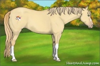 Horse Color:Gold Champagne Dun 
