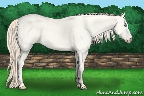 Horse Color:White Spotted Perlino Dun 