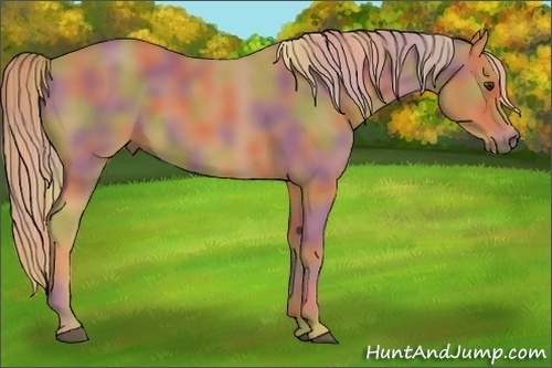 Horse Color:Nacre Chestnut 