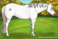 Horse Color:Chestnut Sabino Frame