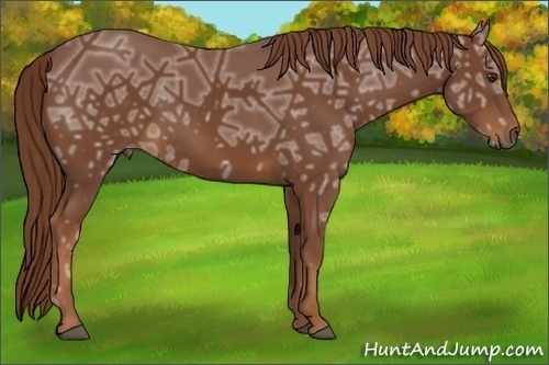 Horse Color:Chestnut Ice Frame