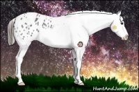 Horse Color:Blue Roan Sabino Splash Appaloosa 