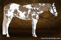 Horse Color:White Spotted Chocolate Palomino Splash