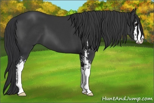 Horse Color:Black Sabino