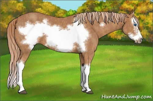 Horse Color:Chestnut Splash Frame Brindle