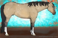 Horse Color:Bay Dun Frame