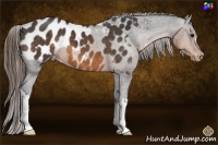 Horse Color:Buckskin Blanket
